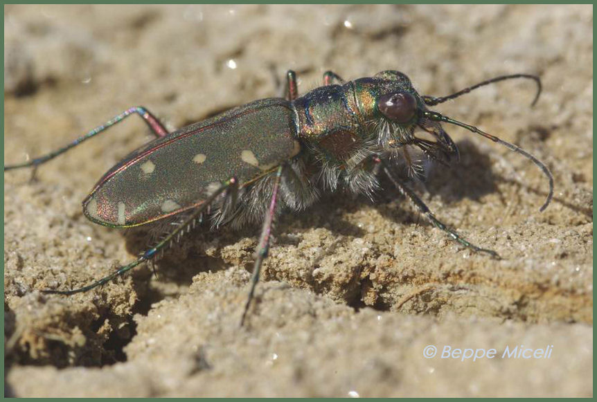 Calomera littoralis nemoralis